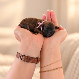 Lady - Brindle female Poodle puppy in Aurora, Oregon from Divine Poodles
