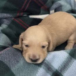 Dachshund Puppies from Twinkle Dachs