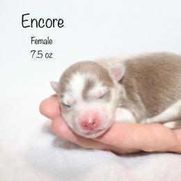 Encore - Lavender female Pomsky puppy in Denham Springs, Louisiana from Bayouland Pomskies