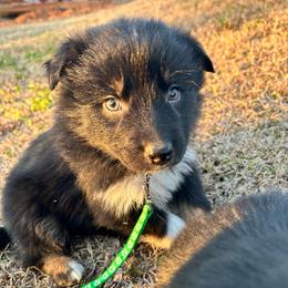 Ash(has tail) - Black tri-color male Australian Shepherd puppy in Butler, Georgia from Aussies at Howling Hill Farm