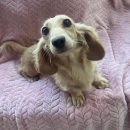 Stevie - Dachshund