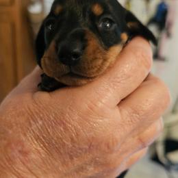 Black and tan female - Black and tan female Dachshund puppy in Belle Rive, Illinois from Akin's Miniature Dachshunds, LLC