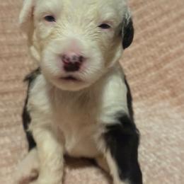 Purple - Gray and white female Old English Sheepdog puppy in Iowa from Midwest Puppy Paws