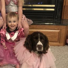 Luna - English Springer Spaniel