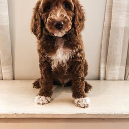 Goldendoodle Puppies from The Doting Doodle