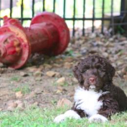 Portuguese Water Dog Puppies from Allegiance Portuguese Water Dogs