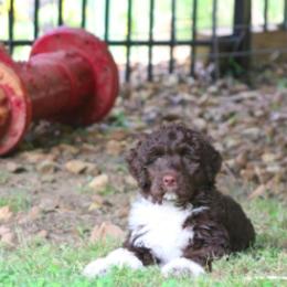 Portuguese Water Dog Puppies from Allegiance Portuguese Water Dogs
