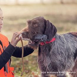 German Wirehaired Pointer and Pudelpointer All Grown Up from Ripsnorter Kennels
