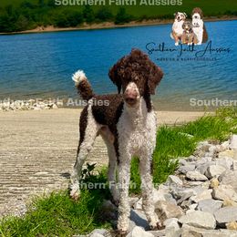 Aussiedoodles and Poodles from Southern Faith Aussies