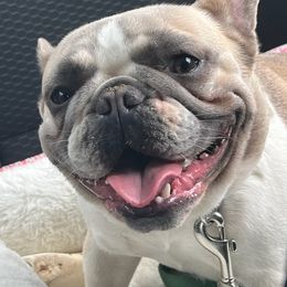 French Bulldogs from Akron Frenchies