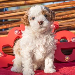 Pinto - White male Cavapoo puppy in Searcy, Arkansas from Clark County Cavapoos