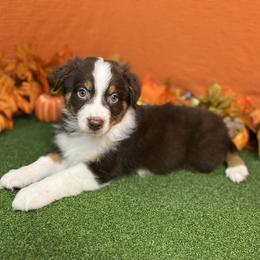 Australian Shepherd Puppies from Copper Top Aussies