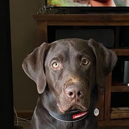 Labrador Retriever All Grown Up from Little River Labradors