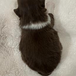 Shih Tzu Puppies from Lux Shih Tzu of New England