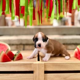 Coast - Fawn male Boxer puppy in Upper Sandusky, Ohio from Rock Run Homestead