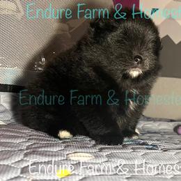 Licorice - Black female Pomeranian puppy in Plantersville, Texas from Endure Farm Inc