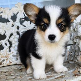 Meatball (fluffy) - Black and tan male American Corgi puppy in East Oakdale, California from Rhettro Kennels