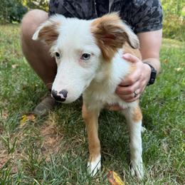 Male 2 - Sable merle male Border Collie puppy in Asheboro, North Carolina from Coble Kennels