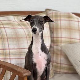 Topsy - Italian Greyhound