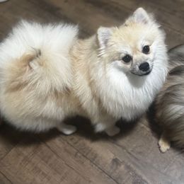 Rayna - Cream sable female Pomeranian puppy in Richmond, Kentucky from Pixie Dust Pomeranians