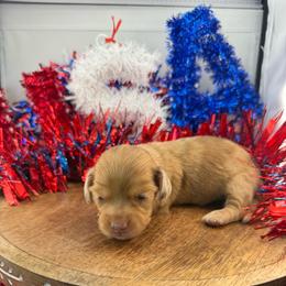 MWF2 - Dapple female Dachshund puppy in Carthage, Texas from Rafter C Ranch Doxies