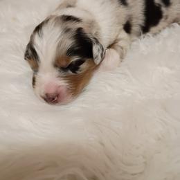 Australian Shepherd Puppies from SugarWood
