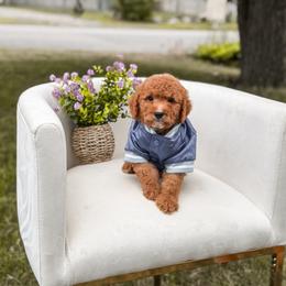 Boy 1 - Red  male Goldendoodle puppy in Spokane, Washington from Dream Doodles in Spokane WA