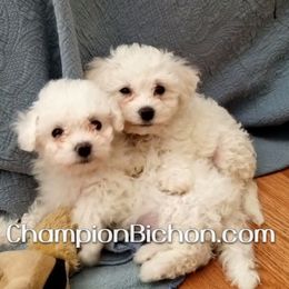 Bichon Frise Puppies from Champion Bichon