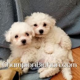 Bichon Frise Puppies from Champion Bichon