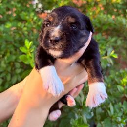 Mochi - Black tri female Miniature Australian Shepherd puppy in Clarksville, Tennessee from Southern Oak Pups