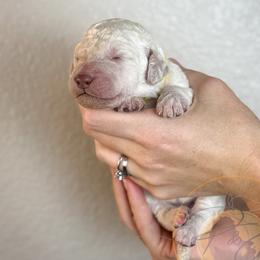 Rainbow Pop (yellow collar) - Cream female Goldendoodle puppy in Murrieta, California from Apricot Poodles & Goldendoodles, LLC