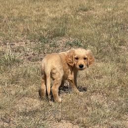 Cody - Golden male Golden Retriever puppy in Wellington, Colorado from High Country Golden Retrievers