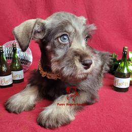 Boy 3 - male Miniature Schnauzer puppy in Fairhope, Alabama from Puppy Sugars Kennels