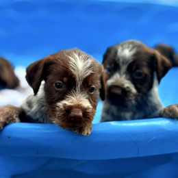 Marley - Brown and gray male Wirehaired Pointing Griffon puppy in Shelbyville, Texas from AndersonK9Kennels Bayou Beards