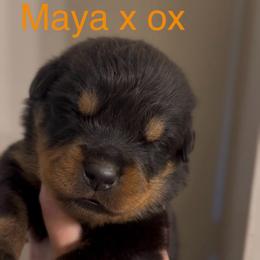 Orange collar - Black and mahogany male Rottweiler puppy in Birmingham, Alabama from K&B Rotts