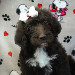 Rotini - Chocolate female Labradoodle puppy in Lanexa, Virginia from Lees Reach Farm