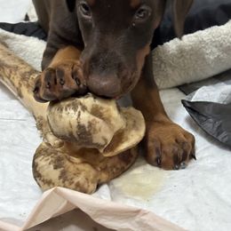 Doberman Pinscher Puppies from Pamela Nachel