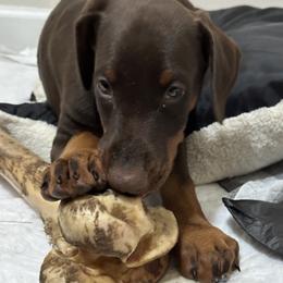 Doberman Pinscher Puppies from Pamela Nachel