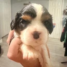 Zeus - Tri-color male Cavalier King Charles Spaniel puppy in Spring Hill, Florida from Wonderland Cavaliers