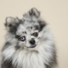 Farrah - Pomeranian