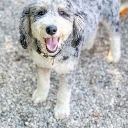 Maggie - Bernedoodle
