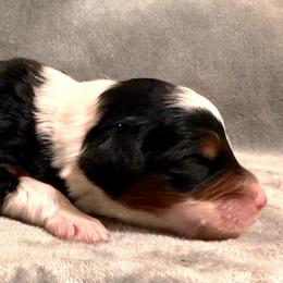 Sylvie - Tri-color female Bernedoodle puppy in Vacaville, California from Starlight Goldendoodles