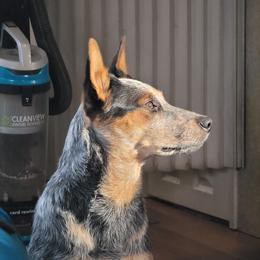 Bindi - Australian Cattle Dog
