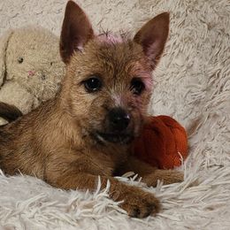 Norwich Terriers from Yellow Mountain Norwich