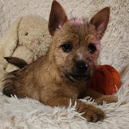 Norwich Terriers from Yellow Mountain Norwich