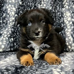 Miniature Australian Shepherd and Toy Australian Shepherd Puppies from Pistol Paws Aussies