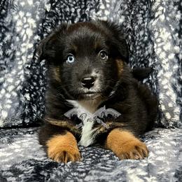 Miniature Australian Shepherd and Toy Australian Shepherd Puppies from Pistol Paws Aussies