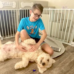 Goldendoodle and Poodle Puppies from Picture Perfect Doodles