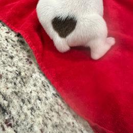Boy 5 - White male Boxer puppy in Nashville, Tennessee from Best Friends