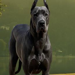 Stetson - Great Dane